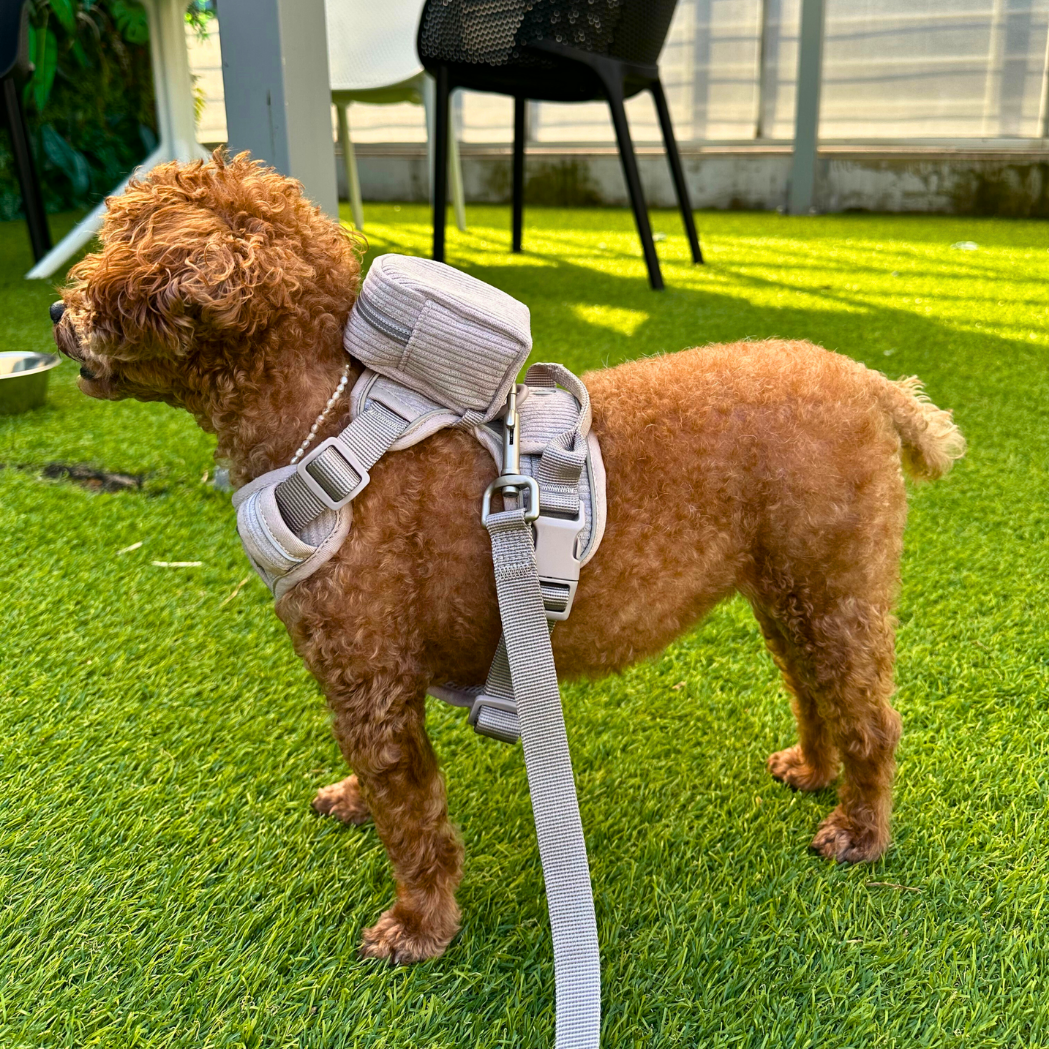 Harness