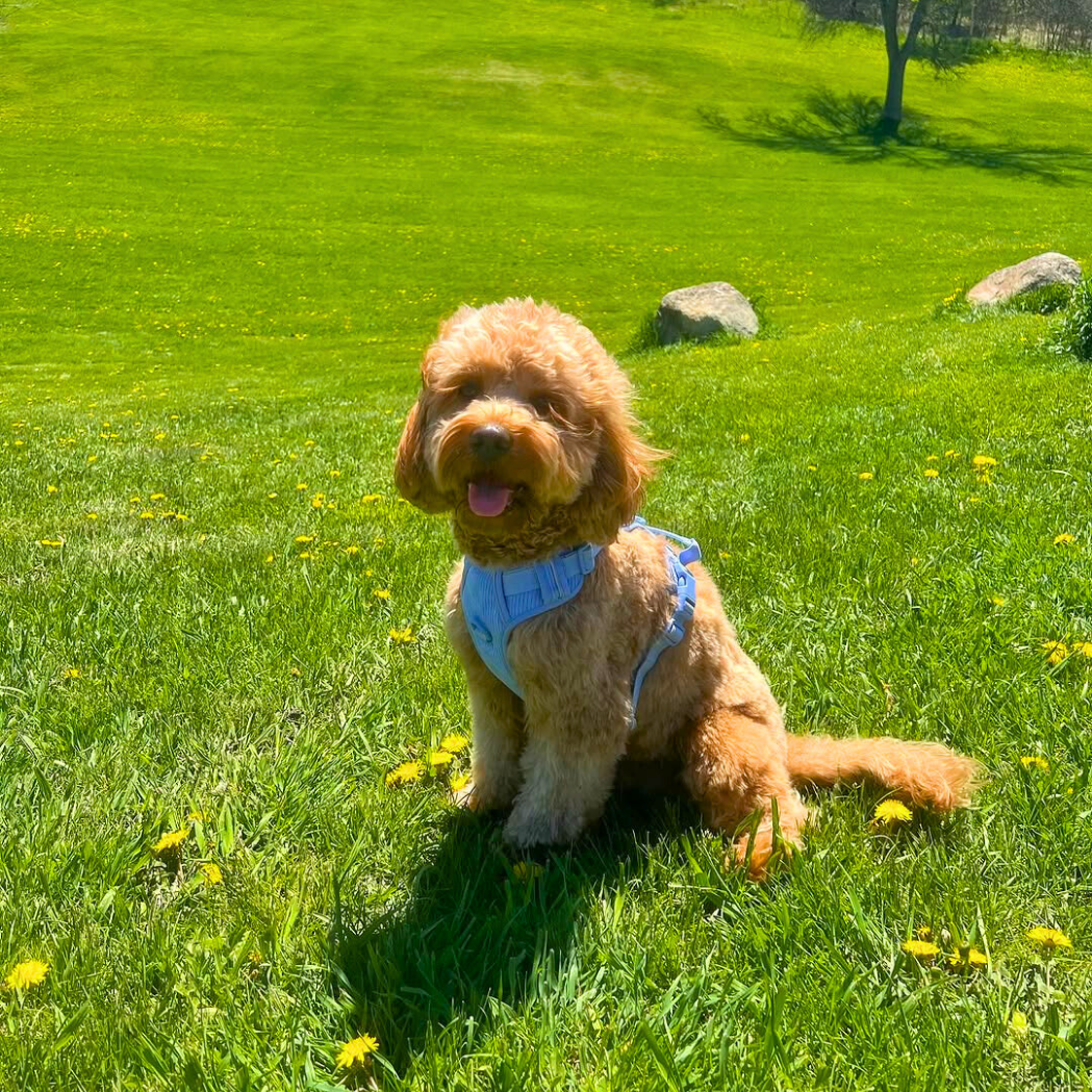 Harness