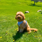 Harness