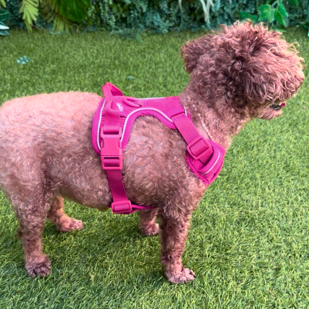 Harness