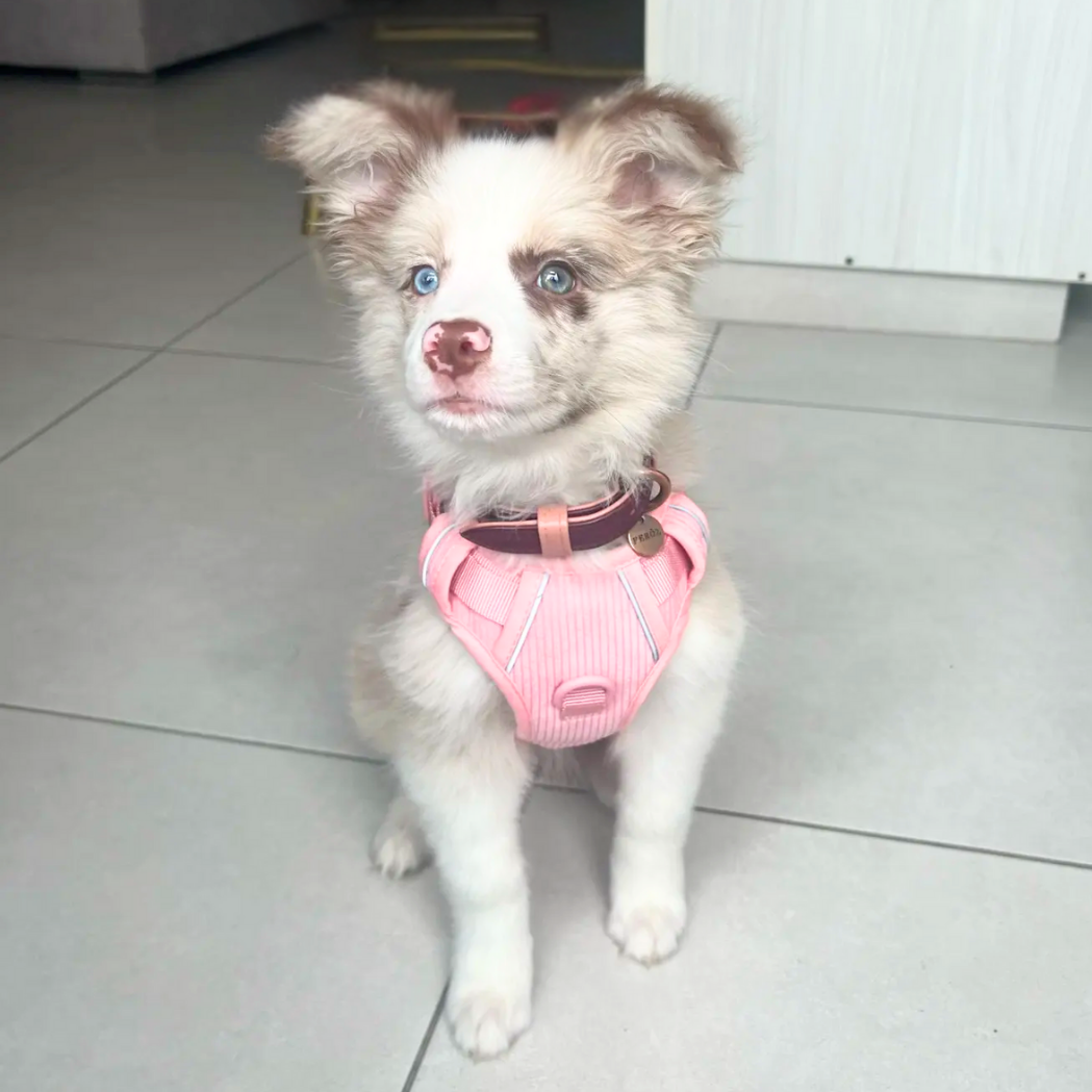 Harness