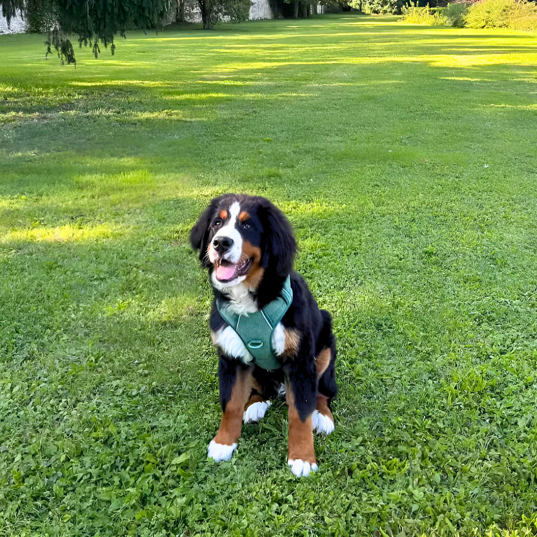 Harness