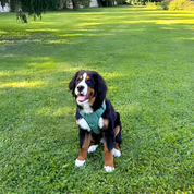 Harness