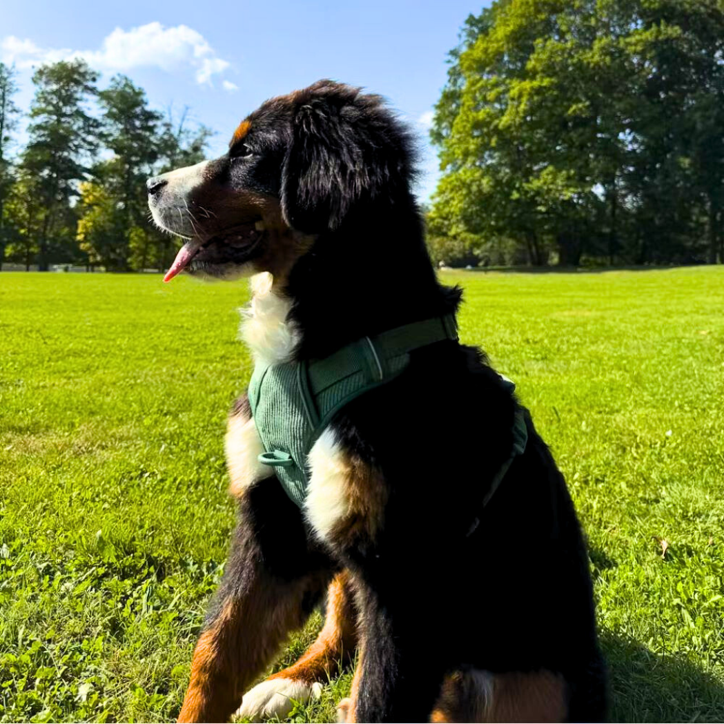Harness
