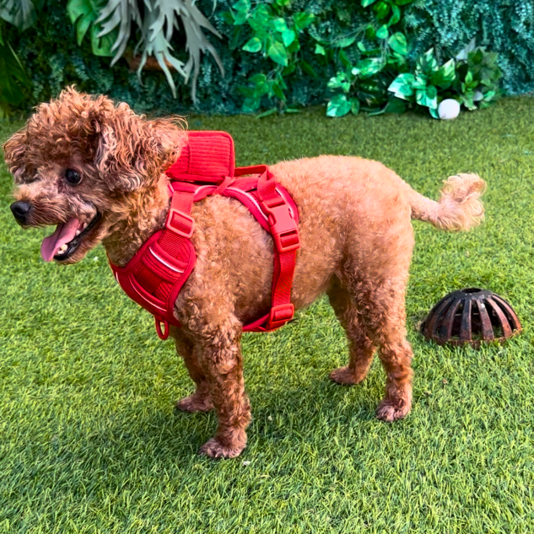 Harness