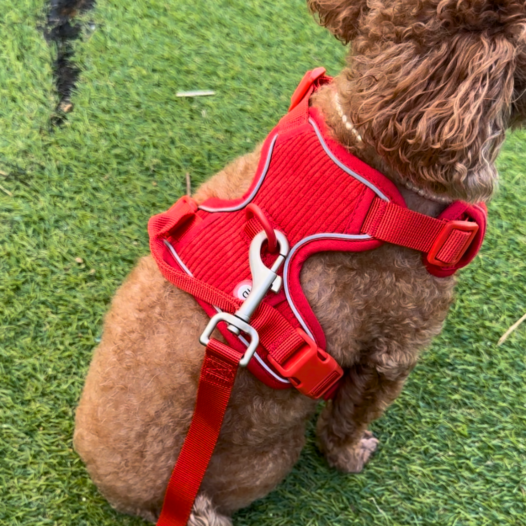 Harness