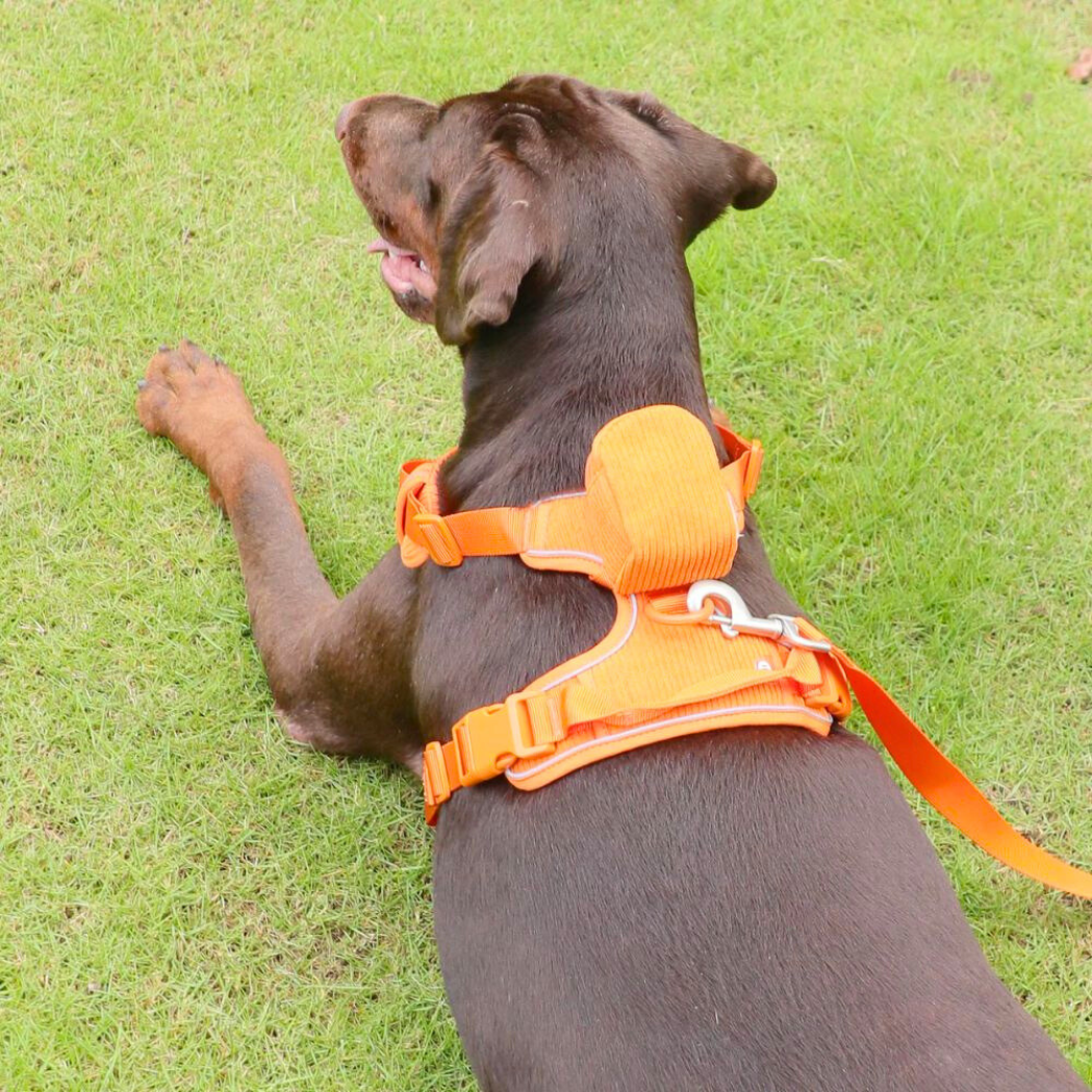 Harness